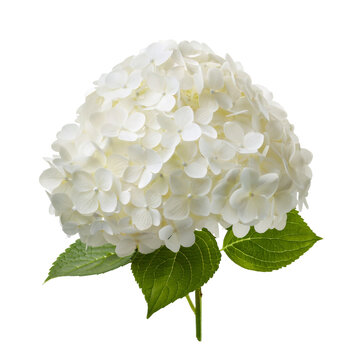 Delicate white hydrangea bloom with lush green foliage, pristine isolation showcasing botanical elegance against transparent backdrop