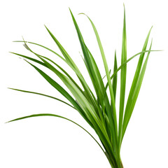 Cluster of Hakonechloa macra grass blades isolated on transparent background, ideal for compositions