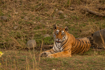 Bengal tiger in the dry forest of Ranthambhore National Park, India. Female Shakti in its natural jungle habitat.