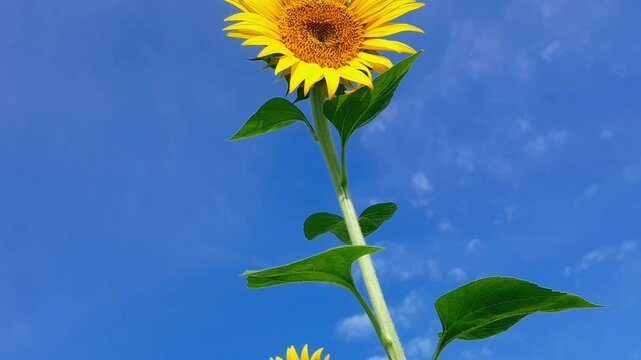 Sunflower flower, Dakop, Khulna, Bangladesh,2025.