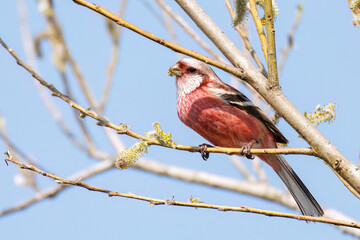 新芽を食して枝を飛び回る可愛いベニマシコ（アトリ科）の群れ
英名学名：Long-tailed Rosefinch (Uragus sibiricus)
栃木県栃木市渡良瀬遊水地-2025

