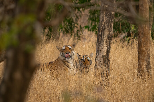 Young Bengal tiger in the dry forest of Ranthambhore National Park, India. Cub with famous tigress Arrowhead in its natural jungle habitat.
