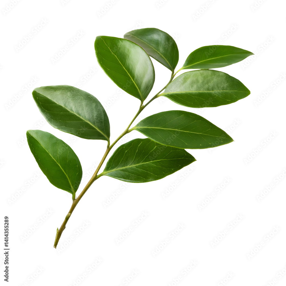Poster christmas box or sweet box - sarcococca - branch with dark green leaves isolated on transparent back