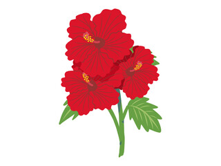 赤いハイビスカスのイラスト