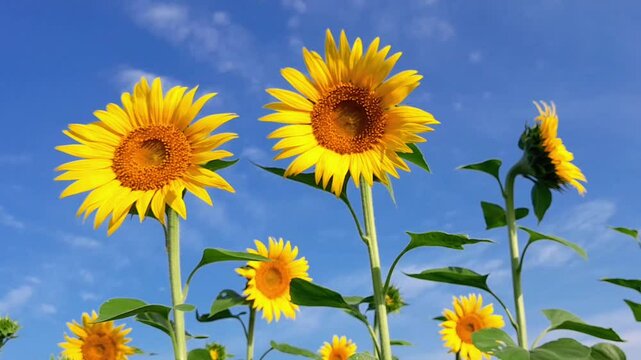 Sunflower flower, Dakop, Khulna, Bangladesh,2025.