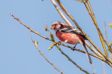 新芽を食して枝を飛び回る可愛いベニマシコ（アトリ科）の群れ
英名学名：Long-tailed Rosefinch (Uragus sibiricus)
栃木県栃木市渡良瀬遊水地-2025
