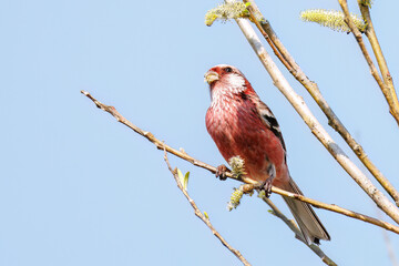 新芽を食して枝を飛び回る可愛いベニマシコ（アトリ科）の群れ
英名学名：Long-tailed Rosefinch (Uragus sibiricus)
栃木県栃木市渡良瀬遊水地-2025
