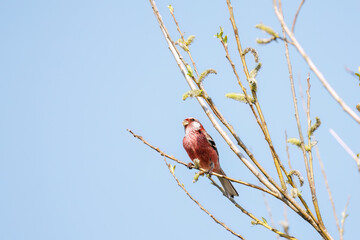 新芽を食して枝を飛び回る可愛いベニマシコ（アトリ科）の群れ
英名学名：Long-tailed Rosefinch (Uragus sibiricus)
栃木県栃木市渡良瀬遊水地-2025

