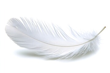 Obraz premium Single white feather floats, isolated on white background; for design, texture, lightness