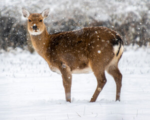 Snowfall blankets a tranquil winter landscape where a graceful female sika deer stands amidst swirling snowflakes in a serene forest