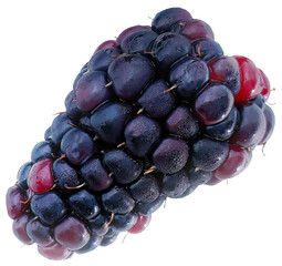 Blackberries, dark colored fruit isolated cutout transparent background, sweet taste and tart flavor with high antioxidant content, fresh superfood concept