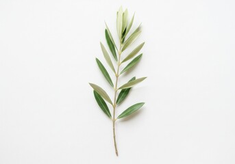 Fototapeta premium A single olive branch with green leaves lies centered on a plain white background in a studio shot still life
