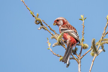新芽を食して枝を飛び回る可愛いベニマシコ（アトリ科）の群れ
英名学名：Long-tailed Rosefinch (Uragus sibiricus)
栃木県栃木市渡良瀬遊水地-2025
