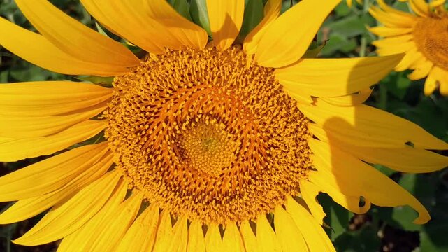 Sunflower flower, Dakop, Khulna, Bangladesh,2025.