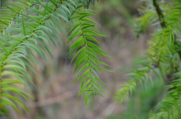 Cunninghamia lanceolata close up branch , foliage against natural blurred background. Landscaping, gardening concept .Free copy space.