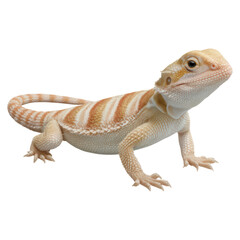 Obraz premium Captivating Desert Reptile with Unique Patterns and Soft Colors, isolated on transparent background.