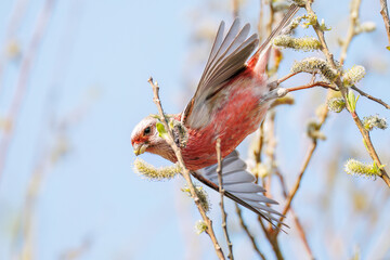 新芽を食して枝を飛び回る可愛いベニマシコ（アトリ科）の群れ
英名学名：Long-tailed Rosefinch (Uragus sibiricus)
栃木県栃木市渡良瀬遊水地-2025
