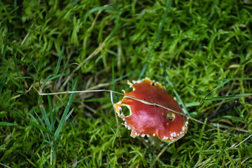 Diese Serie zeigt mystische Waldbodenszenen: Auf gr&uuml;nem Moos sprie&szlig;en leuchtend rote Fliegenpilze (Amanita muscaria) neben altem Holz und dichtem Blattwerk &ndash; ein m&auml;rchenhafter Naturtraum.