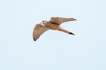 狩りのために飛翔する美しいチョウゲンボウ（ハヤブサ科）
英名学名：Common Kestrel (Falco tinnunculus, family comprising falcons) 
ハタネズミを捕まえた。
英名学名：Japanese grass vole, Alexandromys montebelli.

栃木県栃木市渡良瀬遊水地-2025
