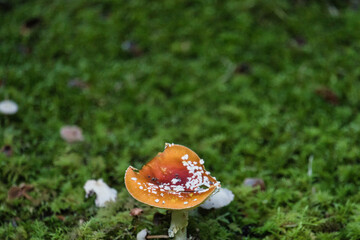 Diese Serie zeigt mystische Waldbodenszenen: Auf grünem Moos sprießen leuchtend rote Fliegenpilze (Amanita muscaria) neben altem Holz und dichtem Blattwerk – ein märchenhafter Naturtraum.