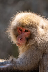 Obraz premium Japanese maqaque or snow monkey with pinkish face and brown or greyish hair outdoor at daytime in the Jigokudani Monkey Park in Yamanouchi Nagano Prefecture in the wilderness of Japan.