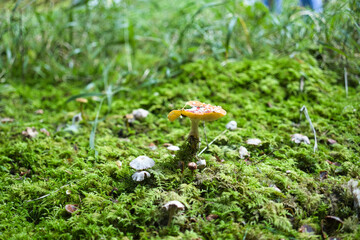 Diese Serie zeigt mystische Waldbodenszenen: Auf grünem Moos sprießen leuchtend rote Fliegenpilze (Amanita muscaria) neben altem Holz und dichtem Blattwerk – ein märchenhafter Naturtraum.