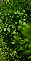 Lush Green Boxwood Hedge with Dense Foliage