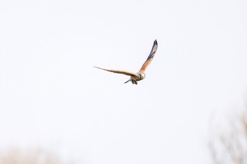 狩りのために飛翔する美しいチョウゲンボウ（ハヤブサ科）
英名学名：Common Kestrel (Falco tinnunculus, family comprising falcons) 
ハタネズミを捕まえた。
英名学名：Japanese grass vole, Alexandromys montebelli.

栃木県栃木市渡良瀬遊水地-2025
