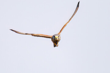狩りのために飛翔する美しいチョウゲンボウ（ハヤブサ科）
英名学名：Common Kestrel (Falco tinnunculus, family comprising falcons) 
ハタネズミを捕まえた。
英名学名：Japanese grass vole, Alexandromys montebelli.

栃木県栃木市渡良瀬遊水地-2025
