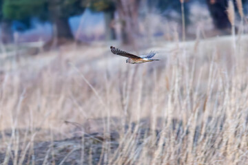 夕方飛翔してねぐら入りする美しいハイイロチュウヒ（タカ科）
英名学名：Northern harrier (Circus cyaneus, family comprising hawks) 
栃木県栃木市渡良瀬遊水地-2025
