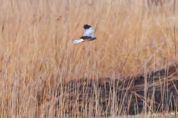 夕方飛翔してねぐら入りする美しいハイイロチュウヒ（タカ科）
英名学名：Northern harrier (Circus cyaneus, family comprising hawks) 
栃木県栃木市渡良瀬遊水地-2025
