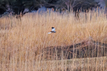夕方飛翔してねぐら入りする美しいハイイロチュウヒ（タカ科）
英名学名：Northern harrier (Circus cyaneus, family comprising hawks) 
栃木県栃木市渡良瀬遊水地-2025
