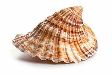 Obraz premium A beautifully crafted seashell resting on a plain white surface in soft natural light isolated on transparent background