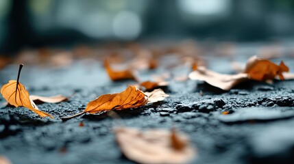 Fallen leaves on asphalt - a close-up of dry leaves lying on the road. 