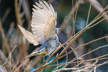 羽ばたき飛び出す美しいヒヨドリ（ヒヨドリ科）
英名学名：Brown-eared...