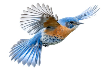 Obraz premium bluebird in flight - vibrant bird isolated on white background