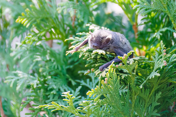 昼間なのに起き出してきた夜行性のアブラコウモリ（ヒナコウモリ科）。
英名学名：Japanese pipistrelle, Pipistrellus abramus (family Chironomidae)
虫を捕らえて食べている。
東京都大田区東京港野鳥公園-2025年

