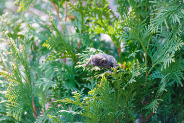 昼間なのに起き出してきた夜行性のアブラコウモリ（ヒナコウモリ科）。
英名学名：Japanese pipistrelle, Pipistrellus abramus (family Chironomidae)
虫を捕らえて食べている。
東京都大田区東京港野鳥公園-2025年
