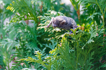 昼間なのに起き出してきた夜行性のアブラコウモリ（ヒナコウモリ科）。
英名学名：Japanese pipistrelle, Pipistrellus abramus (family Chironomidae)
虫を捕らえて食べている。
東京都大田区東京港野鳥公園-2025年
