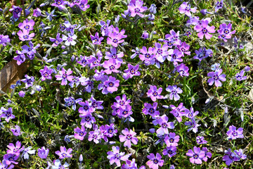 Naklejka premium シバザクラ「バイオレットシードリング」