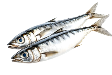 Fresh sardine fish with detailed scales and fins isolated on white transparent background, symbolizing canned seafood