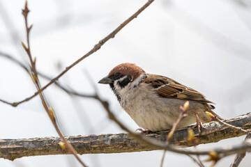 枝にとまるスズメの姿