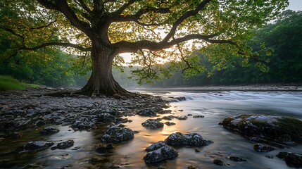 Majestic tree by a river at sunrise. Lush foliage, calm water, and rocks surround a large, ancient tree. Golden sunlight illuminates the scene, creating a peaceful atmosphere