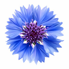 Intense Blue Cornflower Bloom