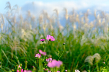 Obraz premium 秋風に揺れるコスモスの花