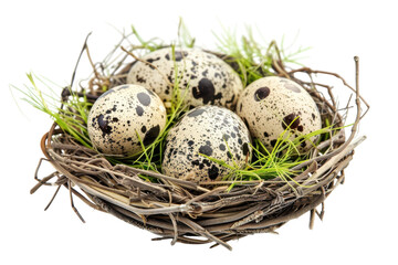 Obraz premium A cozy nest cradling beautifully speckled quail eggs surrounded by fresh greenery indoors