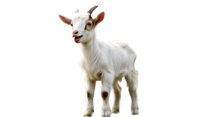 Obraz premium Cute Baby Goat Isolated on White Background