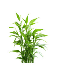 Fototapeta premium Lush Green Bamboo Plant on Transparent Background - Vibrant Nature Photography