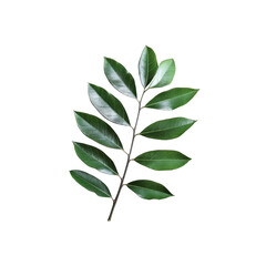 Fototapeta premium Lush Green Branch with Elegant Leaves Isolated on Black