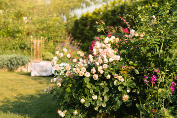 Pink, white, red roses flowers are blooming in summer in town garden heads in the sunlight. Beautiful garden with rose bushes. Aesthetic path near the house